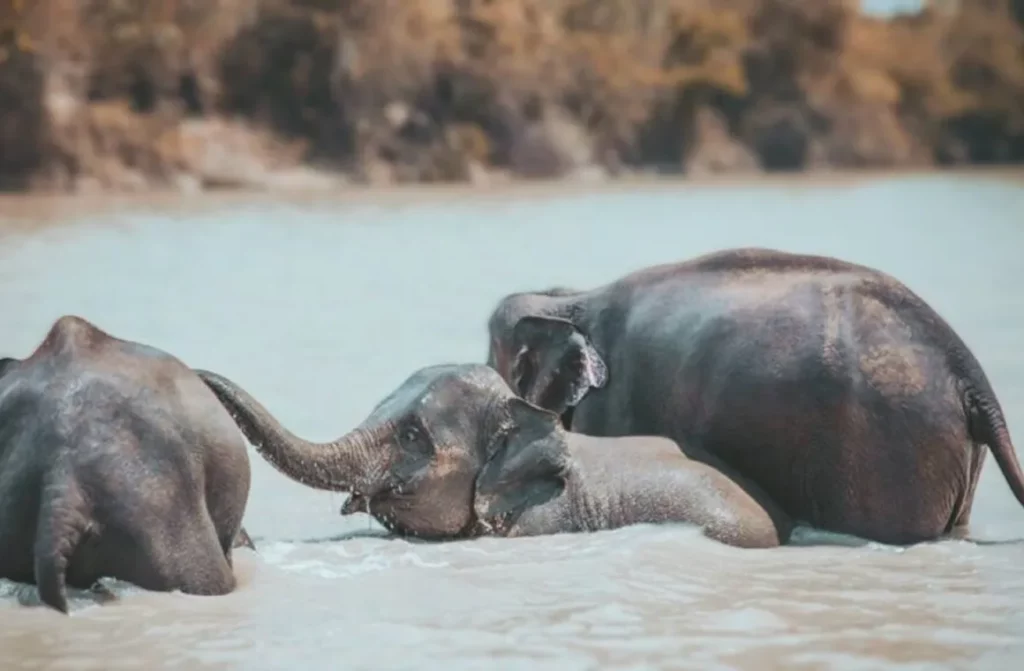 How to Be a Responsible Tourist in Thailand (and Still Have an Amazing Time)_result