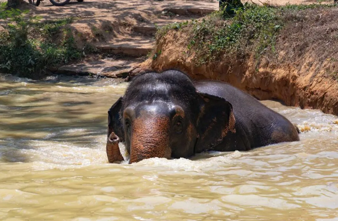 The Day We Rescued Dao A Story of Hope and Healing_result