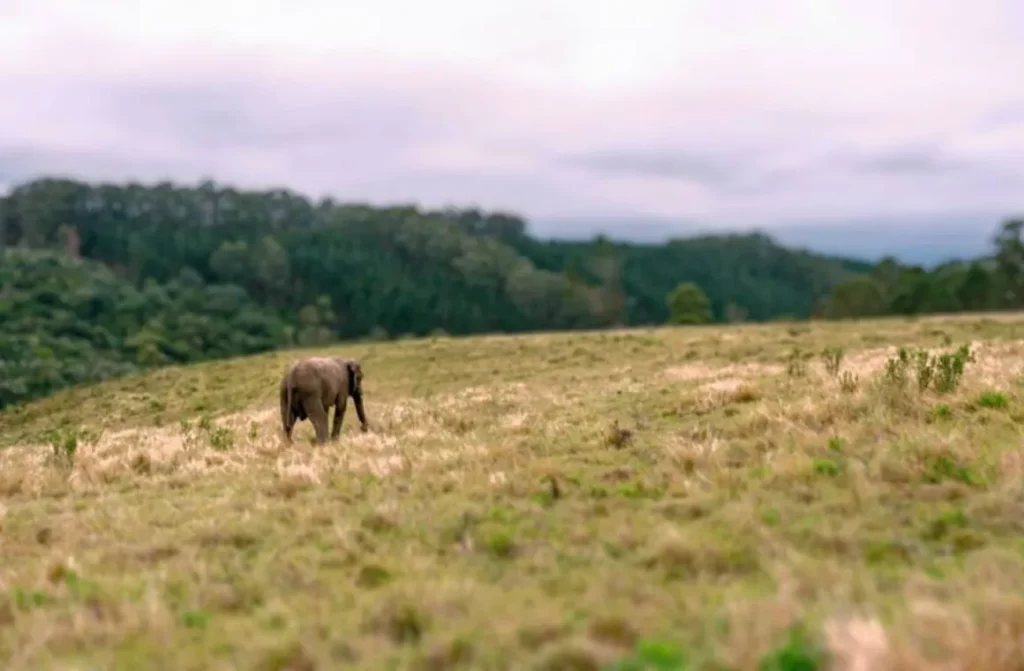 What to Expect on Your Visit to Elephants-Observation_result
