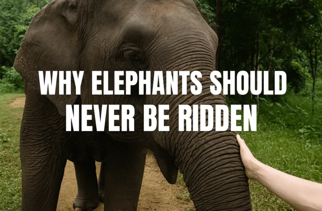 Why Elephants Should Never Be Ridden What Most Tourists Don’t Know_result