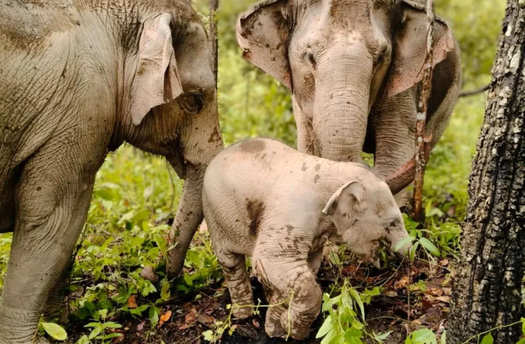 Why We Don’t Let You Touch the Elephants — and Why That’s a Good Thing_result